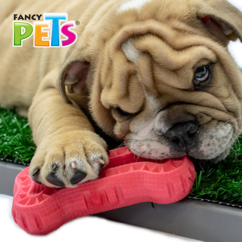 Fancy pets - Juguete para Perro Masticable con Forma de Hueso Fancy pets - Juguete para Perro Masticable con Forma de Hueso