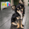 Fancy pets - Juguete para Perro Hueso de Bambú Sabor Carne