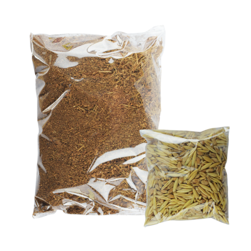 Fancy pets - Germinación de trigo Pasto para Gatos