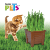 Fancy pets - Germinación de trigo Pasto para Gatos