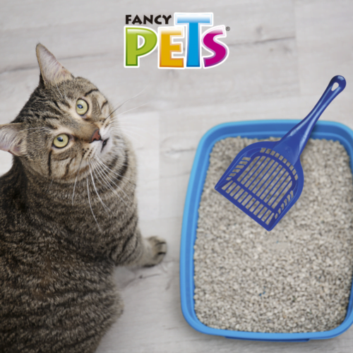 FL3920_M Fancy Pets - Pala para Arena de Gato