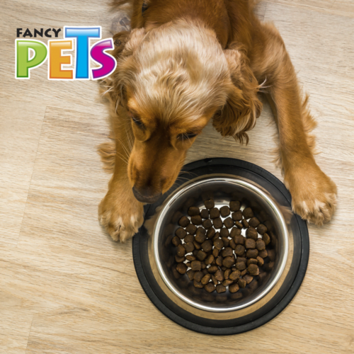Fancy Pets - Plato para Perro de Acero Inoxidable 2.7 Kg