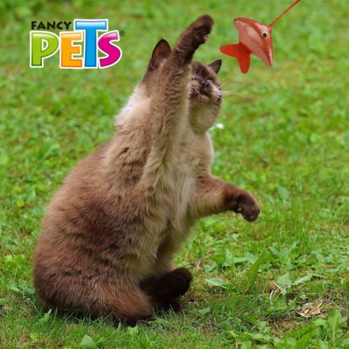 Fancy Pets - Caña de Pescar Juguete Interactivo para Gato