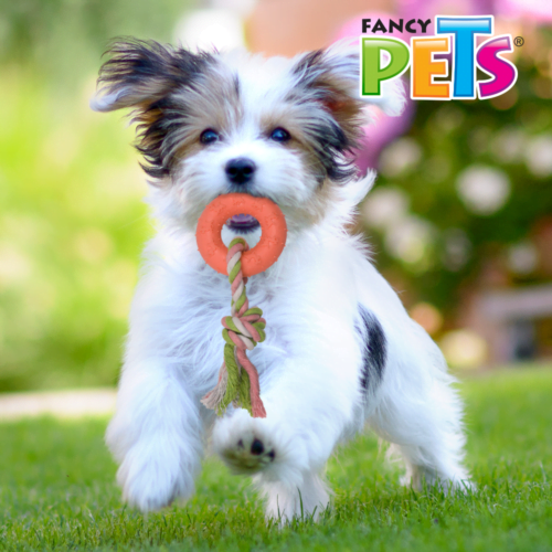 Fancy Pets - Juguete Masticable para Perros Aro con Cuerda