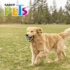 Fancy Pets - Pelota para Perros Spiky Fetch Tamaño Grande