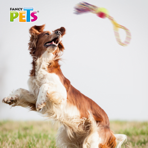 FL7286_M Fancy Pets - Juguete para Perros Aro de Hilo con Pelota