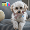 Fancy Pets - Juguete de Bambú para Perro Hueso Triple Sabor Tocino