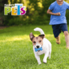 Fancy Pets - Juguete para Perro Hueso Prisma con Sonido
