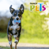 Fancy Pets - Juguete para Perro Hueso Prisma con Sonido