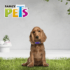 Fancy Pets, Collar para Perros Aqua Pop