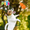 Fancy Pets - Juguete para Perros Pera de Caucho