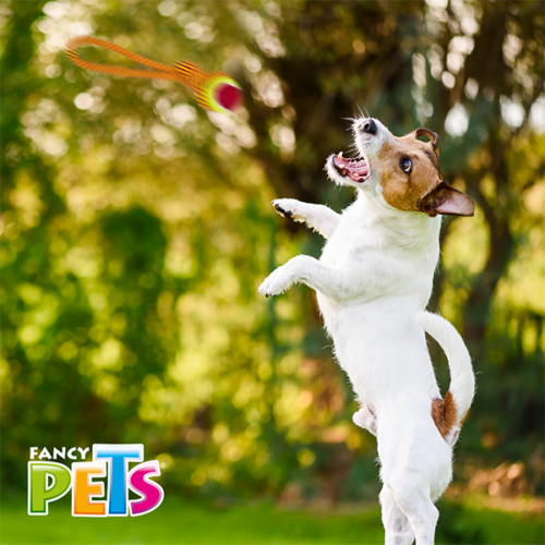 fl8532_m_2 Fancy Pets - Juguete para Perro Jaladera con Pelota