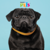Fancy Pets - Correa para Perros de Nylon Tamaño Chico