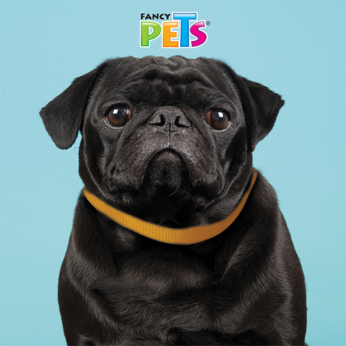 fl8713_m_2 Fancy Pets - Correa para Perros de Nylon Tamaño Chico