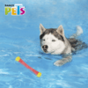 Fancy Pets - Juguete para Perros Vara Magica Chew