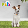 Fancy Pets - Collar para Perros Galería Color Mix
