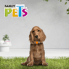 Fancy Pets - Collar para Perros Galería Color Mix