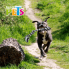 Fancy Pets - Juguete para perros Jaladera con Triple Nuno Pal Thread
