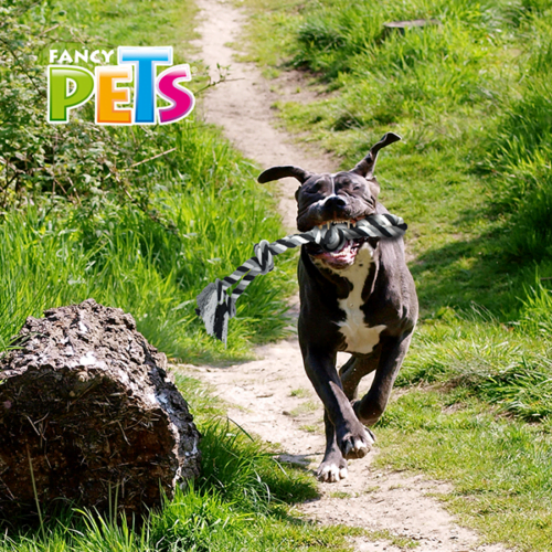 fl7275_m_3 Fancy Pets - Juguete para perros Jaladera con Triple Nuno Pal Thread