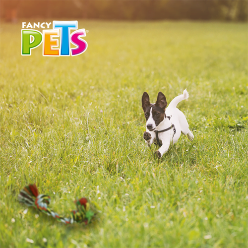 Juguete para perros de hilo multicolor