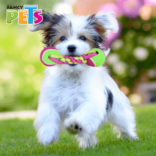 juguete para perro pesa de tela con pelotas trenzado