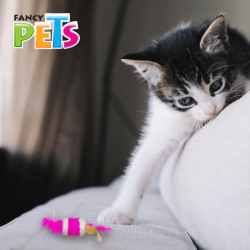 juguete para gato cilindro con plumas juguete para gato cilindro con plumas