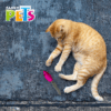Juguete para gato, Ratón de cuerda con cola de peluche, estimula el instinto de caza, ayuda a disminuir la ansiedad, estrés y aburrimiento de tu mascota, hecho con materiales textiles.