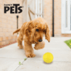 Fancy Pets - Pelota para Perros Sniff con Aroma a Mango